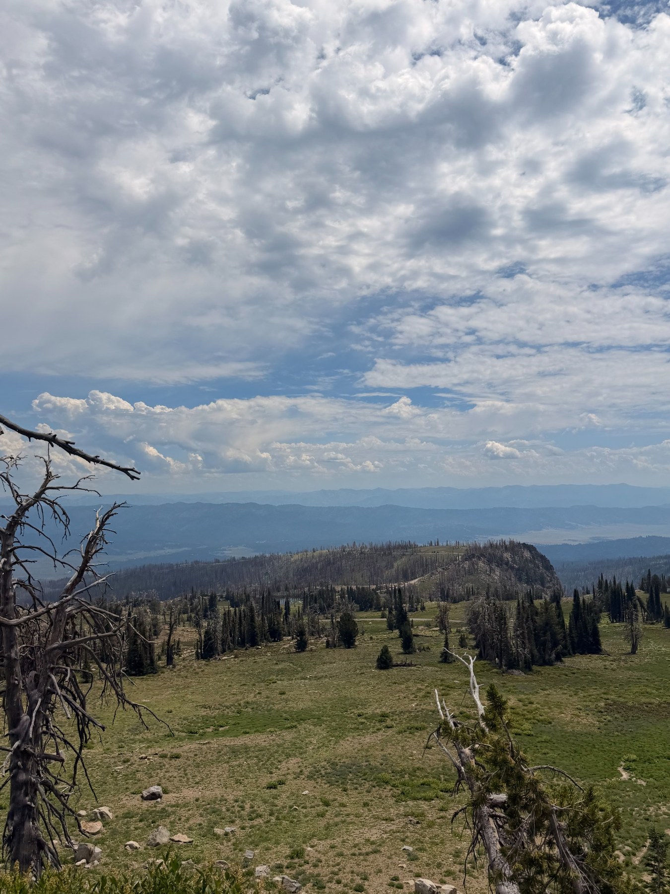 Mountain meadow with burned trees and wildflowers