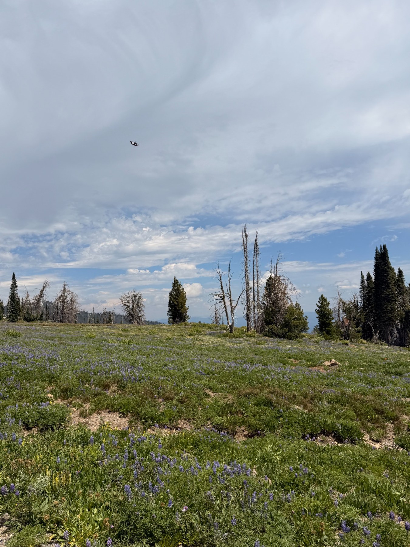 Wildflowers growing among mountain trees