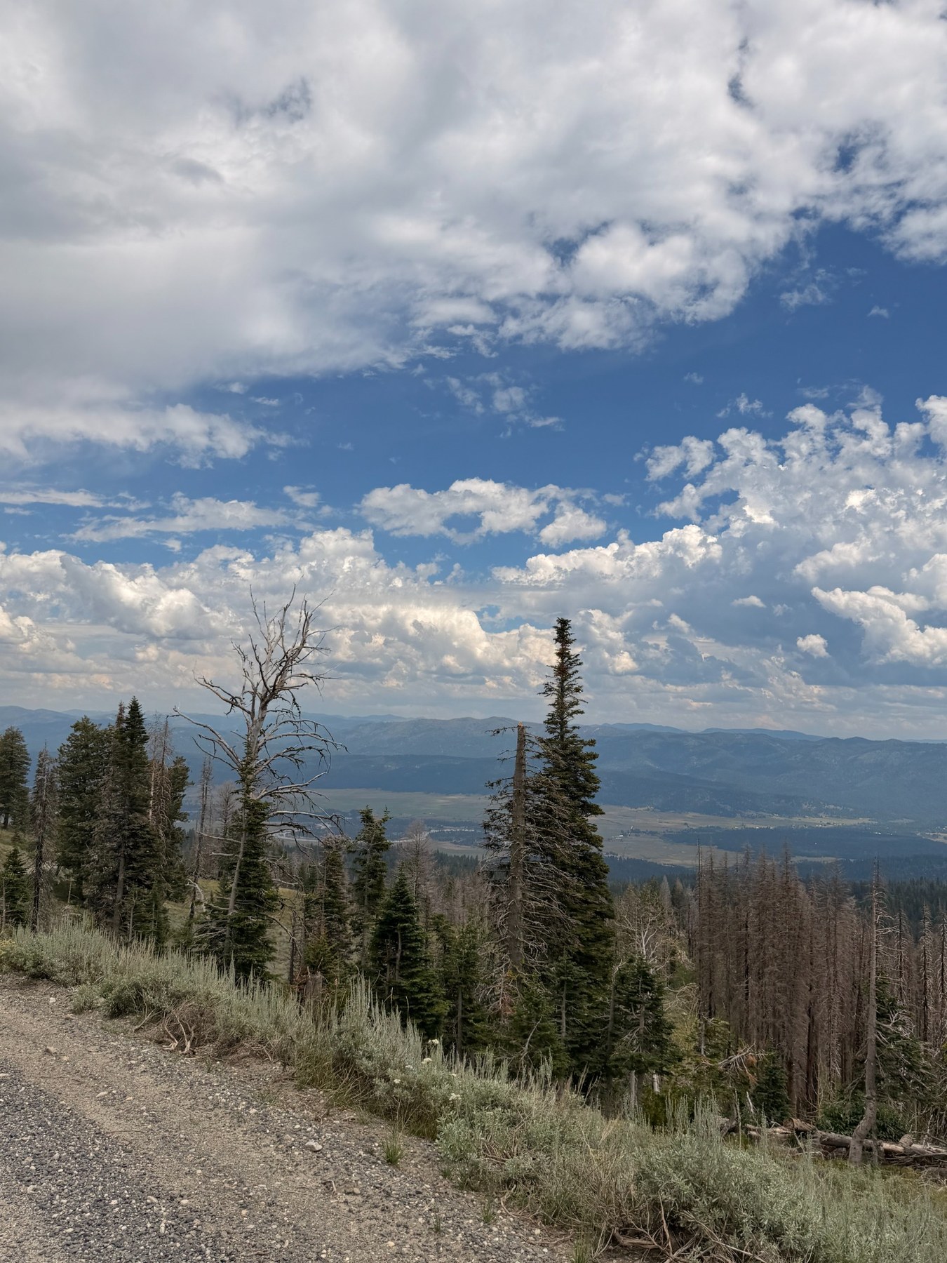 Mountain view through trees along the road