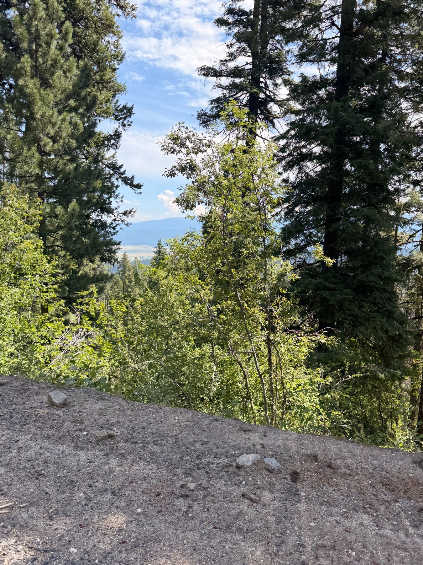 Mountain road surrounded by trees