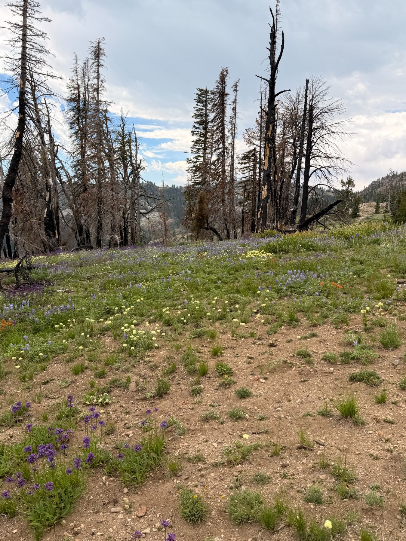 Wildflowers growing near burned trees on the mountain